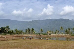 Menyusuri Sawah Suoh, Lumbung Pangan Dipelukan Bukit Barisan