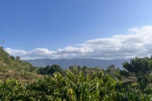 Harmoni Kopi Suoh: Petani Menjaga Hutan, Alam Membalas dengan Cita Rasa