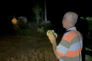 Konflik Gajah & Manusia di Suoh Kian Intens, Kawanan Justru Berkurang